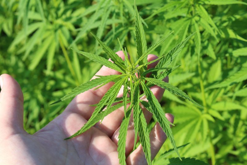 hemp-plant-3661210