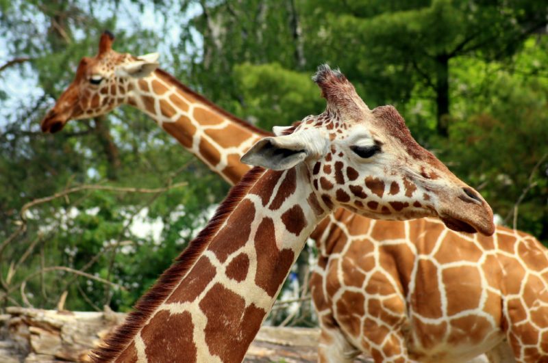 giraffe-4228990