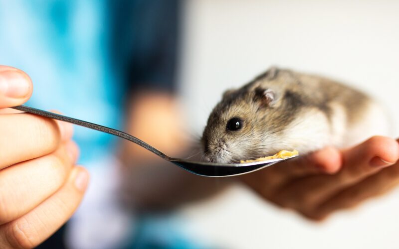 hamster_feeding