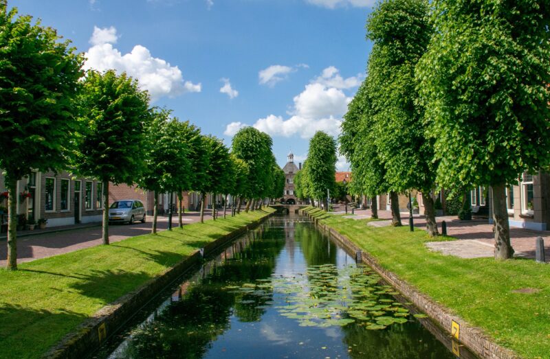 city_trees