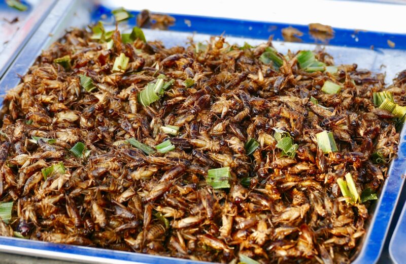 insect_food