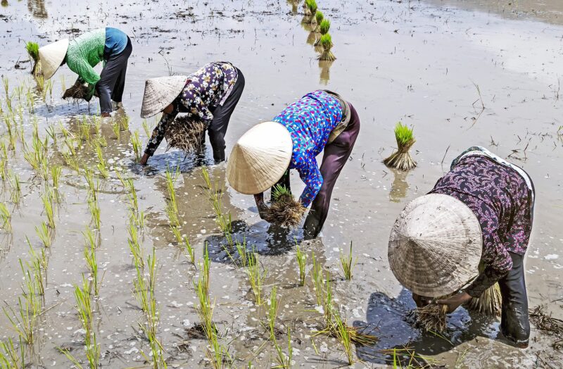 plantation_workers