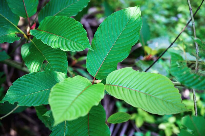 kratom_leaves