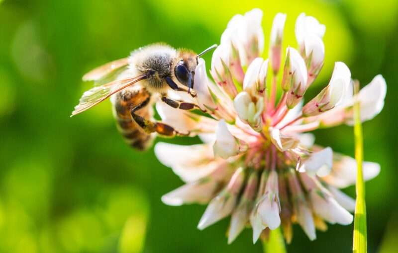 Bee Flower