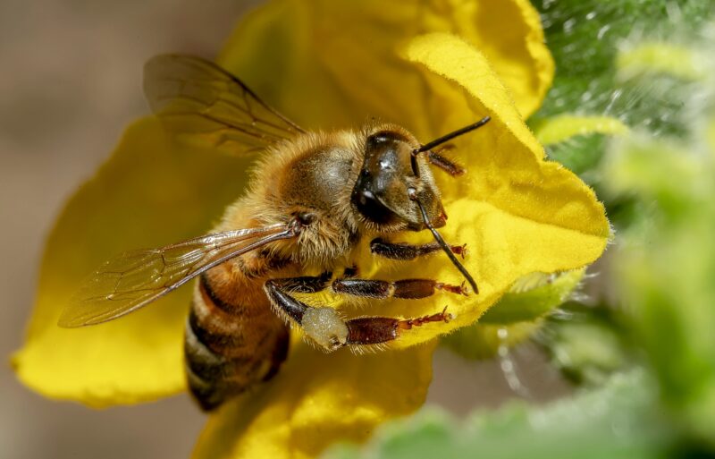 Bee Flower2