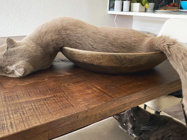 Íme a bizonyíték, hogy a macskák folyékonyak! Folyekony macskak cover