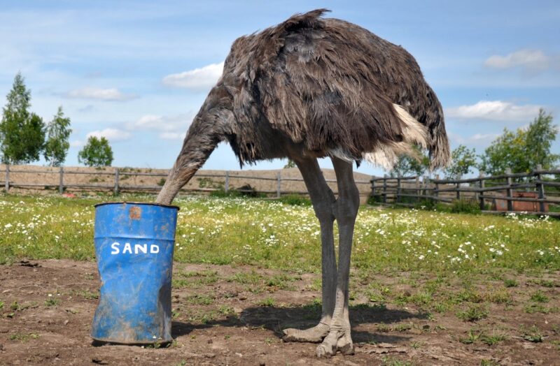 Homokba dugott feju strucc