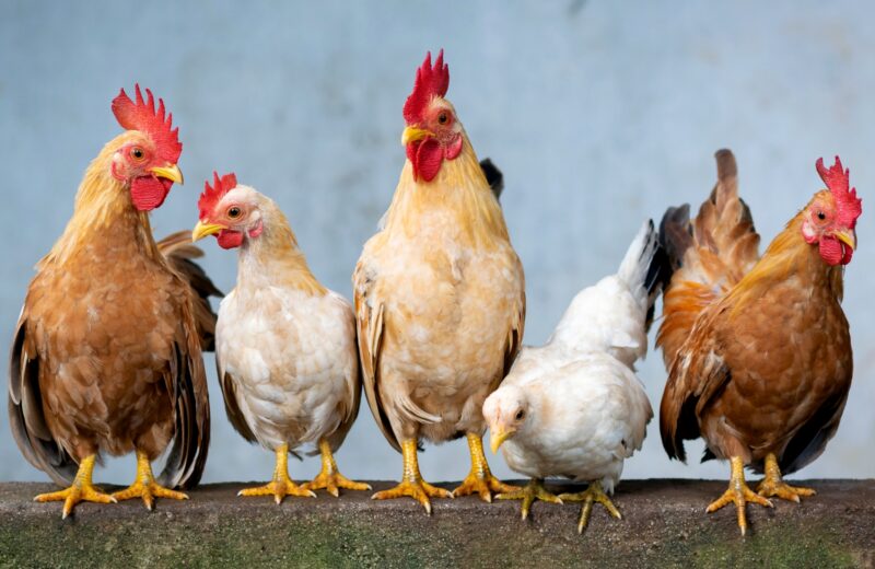 Csirkek most mitevok legyunk