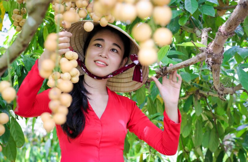 Munka szolo szuretelo lany